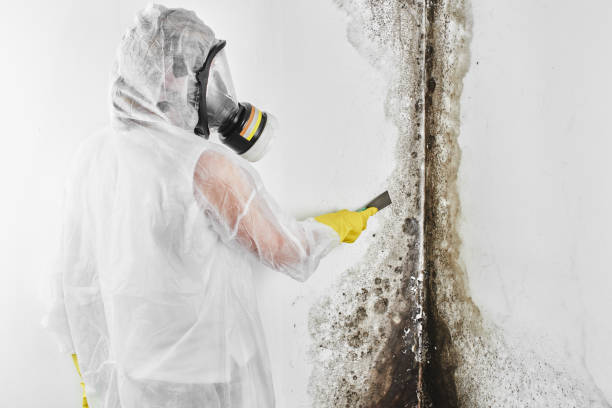 Best Mold Cleaning Services  in Litchfield, MI