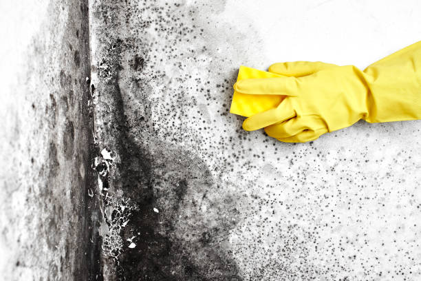 Best Mold Damage Repair  in Litchfield, MI