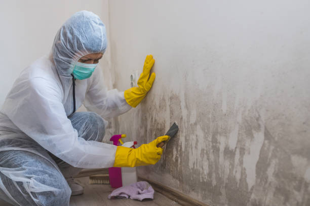 Best Attic Mold Removal  in Litchfield, MI
