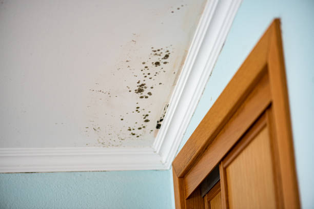 Best Certified Mold Removal  in Litchfield, MI