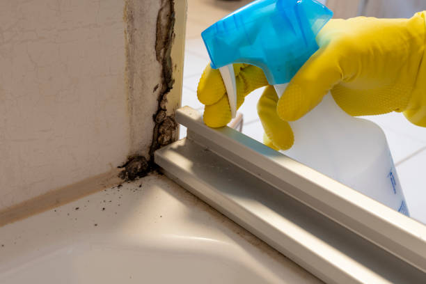 Best Commercial Mold Removal  in Litchfield, MI