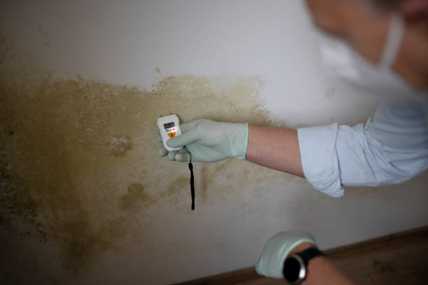 Best Residential Mold Removal  in Litchfield, MI