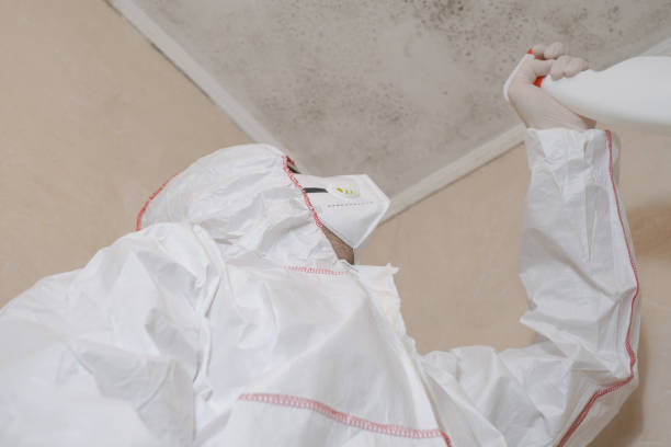 Attic Mold Removal in Litchfield, MI