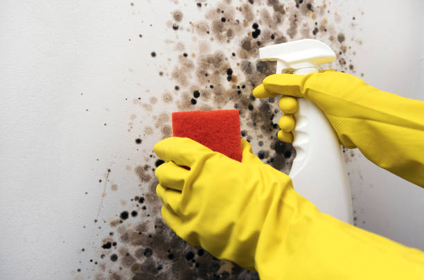 Trusted Litchfield, MI Mold Removal Experts