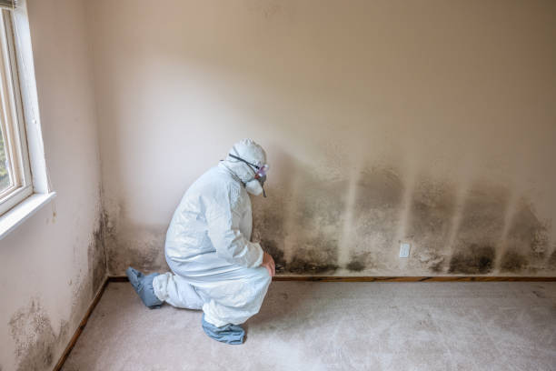 Mold Removal and Inspection in Litchfield, MI