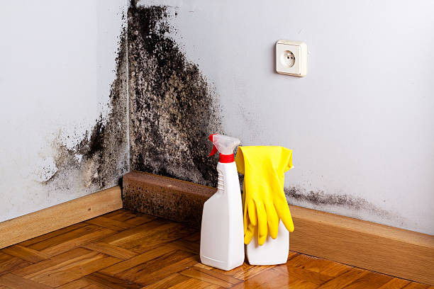 Best Fast Mold Removal  in Litchfield, MI