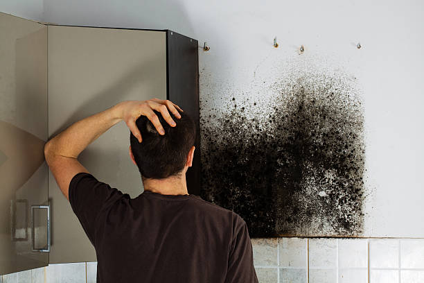 Best Fast Mold Removal  in Litchfield, MI