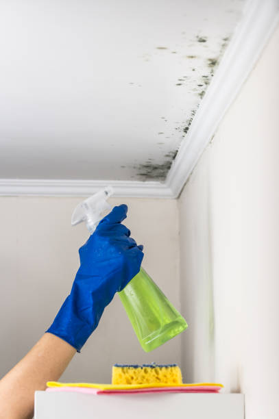 Best Affordable Mold Removal  in Litchfield, MI